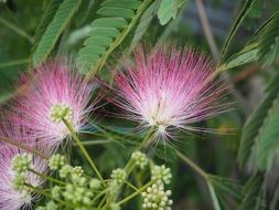 albizzia julibrissin flowers