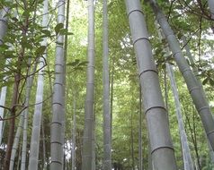 Picture of Japanese bamboo forest