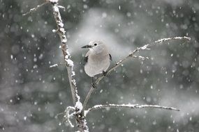 clarkâs nutcracker, grey bird perched branch at snowy weather