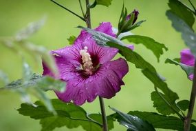purple hibiscus blossom
