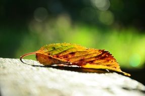 dry leaf of a tree closeup