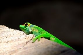 bright green lizard is a reptile