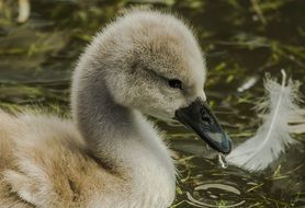 photo of a little swan