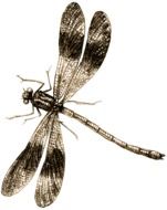 dragonfly as picture