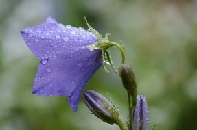 drops of dew on a purple bell