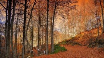 amazingly beautiful forest