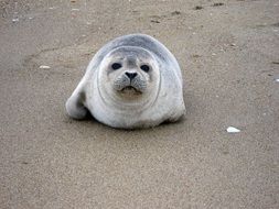 seal in the sand near the ocean closeup