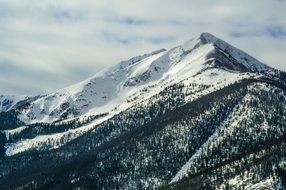 snow and trees at the peak of the mountains