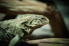 iguana or green lizard