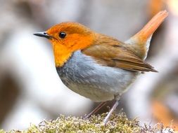 cute robin bird