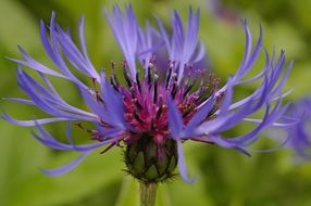 blue and purple cornflower close up