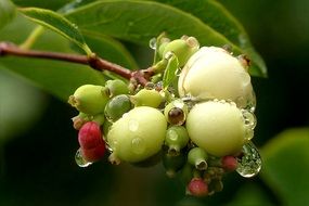 Macro photo of snow berry