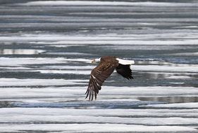 bald eagle flying over water