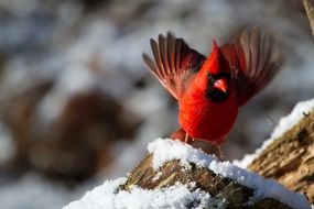 northern cardinal male