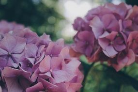 blooming colorful hydrangea