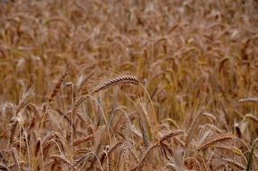 gold wheat field