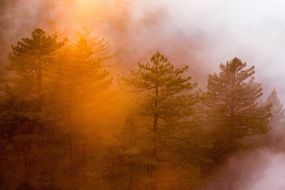 Beautiful pine trees in colorful gradient light in fog at white background