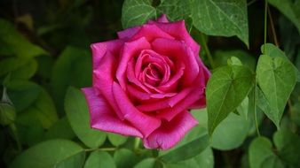 magenta rose flower in a blurred background