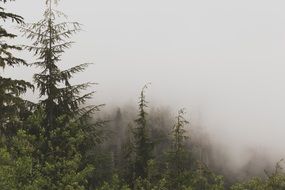 evergreen forest in mountains