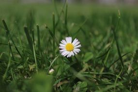 white daisy in the meadow closeup