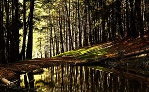 forest river in the shade of trees