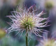 pulsatilla flower