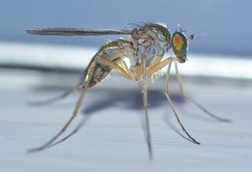 sciapus is a kind of fly
