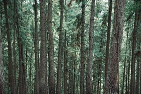 Green straight trees in forest