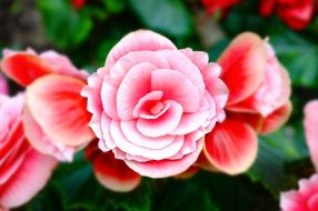 Begonia, amazing beauty pink flower