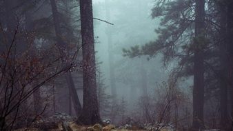 amazing forest trees