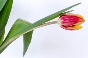 beauty tulip