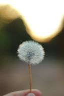 unusual beauty dandelion