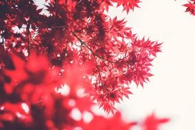 red leaves in blurred background