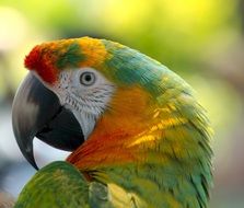 parrot with colorful feathers