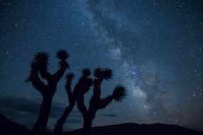 Silhouettes of trees against the background of the milky way