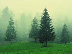 landscape of forest of green trees in the fog