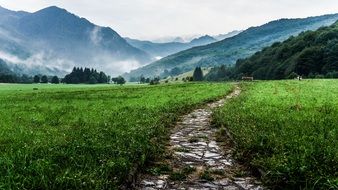 Landscape of the forest and mountains