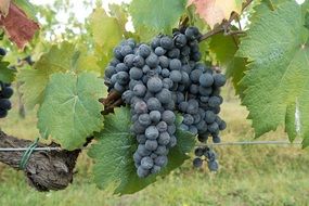 bunch of black grape varieties Cabernet close-up on the vine