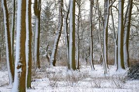 Forest trees in winter