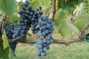 bunch of grapes in autumn