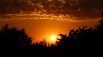 forest silhouette at sunset