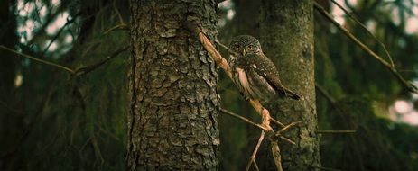 bird on a branch in the wild