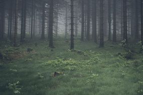 gloomy forest in the fog