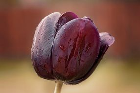 purple tulip in the morning dew