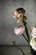 bouquet of unusual flowers