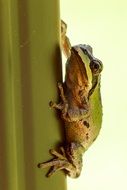 tree frog on a leaf