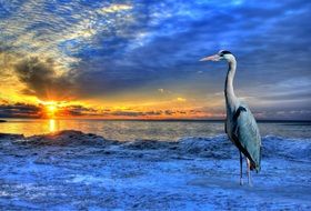 Egret on a blue beach against the backdrop of a bright sunset as digital art