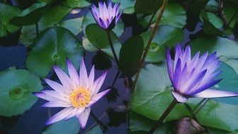 three purple water lilies close up