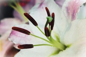 close-up dark long pollen of bright lily