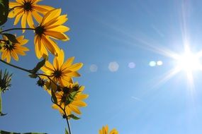 flowers blossom under the bright sun close-up